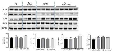 ALS 동물 신장에서 염증 관련 단백질 발현 Control: Tg (hSOD1G93A) mice, Tg: hSOD1G93A mice, BJIGT: BJIGT 투여한 Tg (hSOD1G93A) mice, RZ: riluzole 투여 한 Tg(hSOD1G93A) mice, BJIGT+RZ: BJIGT와 riluzole 병행 투여한 Tg (hSOD1G93A) mice