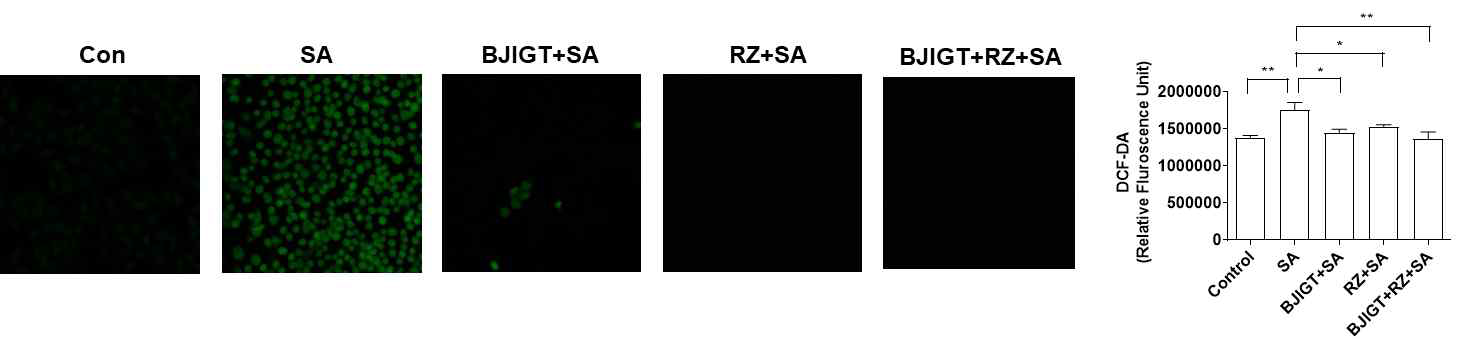 ALS 세포주에서 DCF-DA 측정 Con: control(TDP43 cells), SA: 150 μM sodium asenite(SA) 18시간 처리된 TDP43 cells, BJIGT+SA: 100 ㎍/ml BJIGT 6시간 전처리 후 150 μM SA 18시간 처리된 TDP43 cells, RZ+SA: 50 μM riluzole(RZ) 6시간 전처리 후 150 μM SA 18시간 처리된 TDP43 cells, RZ+BJIGT+SA: 50 μM RZ와 100 ㎍/ml BJIGT 6시간 전처리 후 150 μM SA 18시간 처리된 TDP43 cells