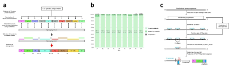 포티바이러스 분석 도구. (a) 폴리단백질 절단 부위 예측 방법 개요. (b) 알려진 절단 부위 예측 효율. (c) PIPO 단백질 예측 방법 개요