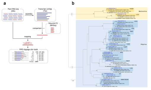포티비리대의 PIPO 해독을 위한 전사 미끄러짐 현상 연구. (a) 연구 방법의 모식도. (b) 발굴된 19 개 유전체 서열의 계통도