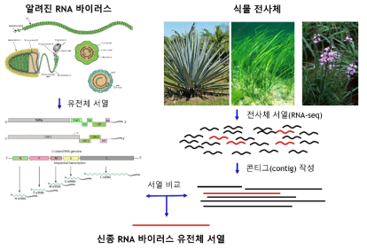 식물 전사체 정보에서 신종 RNA 바이러스 유전체 서열 발굴
