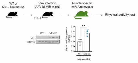 Mlc-Cre 마우스 꼬리 정맥에 AAV-lsl-miR-A-GFP 바이러스 주입을 통한 근육 특이적 miR-A 과발현 생쥐 제작 완료