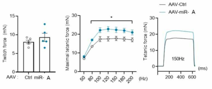 ex vivo 근육기능 평가를 통해 miR-A 과발현 생쥐의 근육기능이 향상된 것을 확인