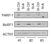 miR-A 의 타겟인 PARP-1의 단백질 발현이 miR-A 과발현 생쥐 근육에서 감소한 것을 확인