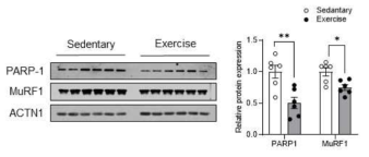 운동시킨 마우스 근육에서 miR-A 의 타겟인 PARP-1의 단백질 발현 감소 확인