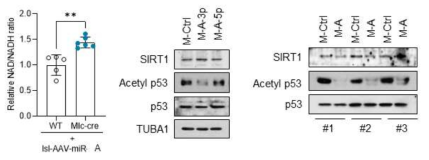 miR-A 과발현 마우스 근육에서 NAD/NADH 비가 증가하고, Sirt1의 타겟중 하나인 p53의 deacetylation 이 증가한 것을 확인함