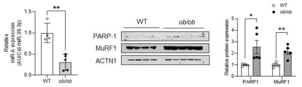 비만 마우스 ob/ob 모델의 근육에서 miR-A의 발현이 감소하고 이의 타겟인 PARP-1, MuRF1의 단백질 발현이 증가한 것을 확인함