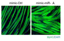 분화가 완료된 C2C12 myotube에 miR-A 과발현시, 운동효과 표현형인 hypertrophy 현상이 관찰됨