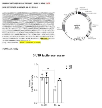 miR-A 의 타겟 유전자로 PARP-1 검증 완료
