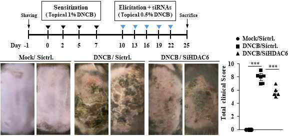RNA 간섭에 의한 HDAC6 발현 감소는 DNCB (2,4–dinitrochlorobenzene)유도 Atopic Dermatitis (AD)의 임상적 증상을 완화함
