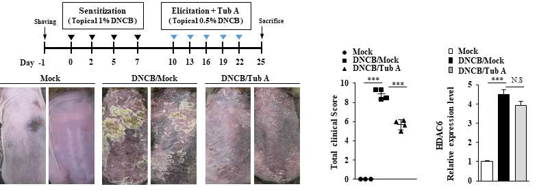 TubA에 의한 HDAC6 활성 감소는 DNCB 유도 atopic dermatitis (AD)의 임상적 증상을 완화함