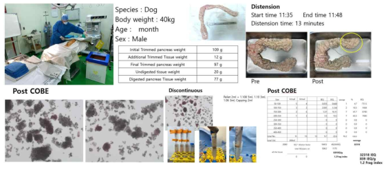 개 췌장 관류 후 췌장적출술 및 COBE 및 discontinous 방법을 이용한 췌도 분리 프로토콜 확립