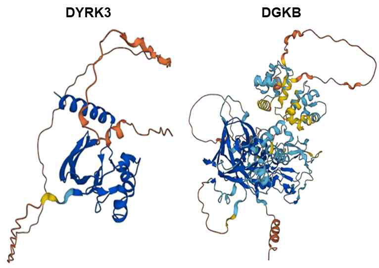 선정 인산화효소 DYRK3 3차원 단백질 구조