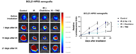 Cladribine과 TMZ 처리에 따른 환자 세포 유래 마우스모델의 암의 크기 변화