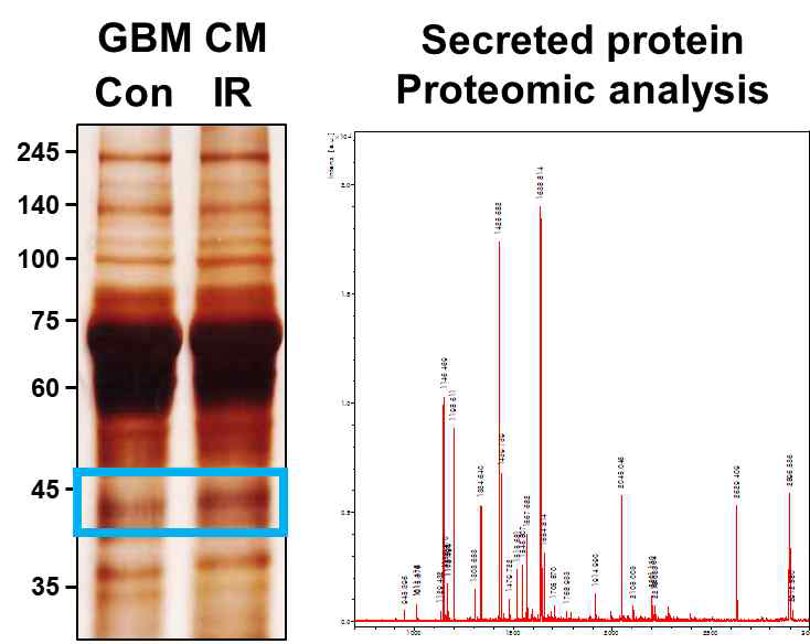 방사선 특이적 secreted protein 발굴
