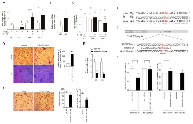 뼈조직과 파골세포에서 7-ketocholesterol에 의한 miR-107-5p증가.miR-107-5p 과발현은 파골세포의 면적을 증가시키도 골흡수증가, 반면 세포내 miR-107-5p의 억제는 파골세포 면적감소 (왼편)/ miR-107-5p은 MKP1의 3’-UTR에 직접적으로 부착함 (오른편)