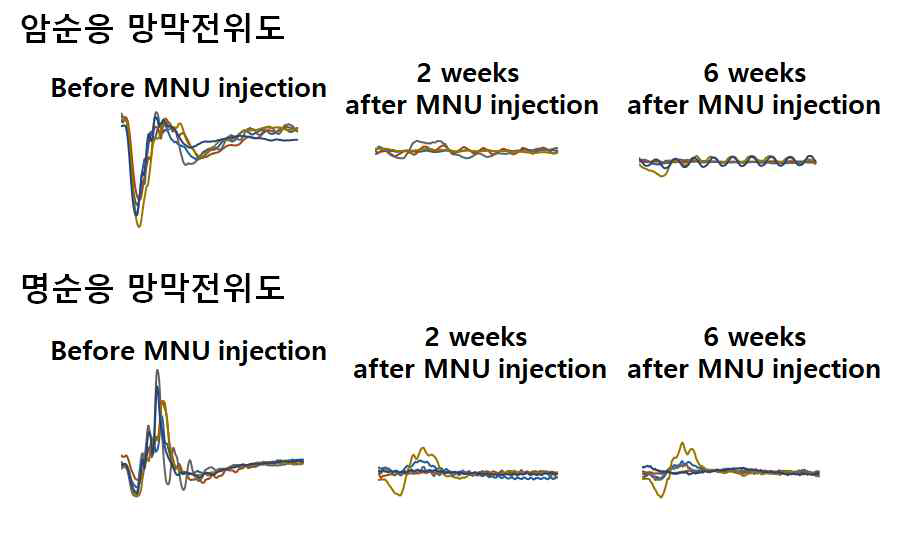 약물유도 마카크 원숭이모델에서 ERG 진폭의 감소 관찰 (약물처리 전 vs. 2 mg/ml MNU 약물처리 후 2주, 6주경과)