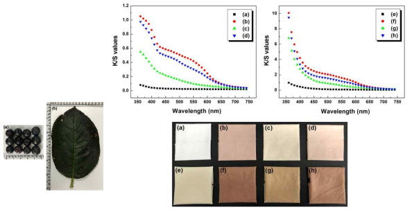 수확후 동결건조한 아로니아 과육과 잎(좌), 그리고 아로니아 과육과 잎의 추출물로 가공한 직물의 색상 특성: (a) untreated cotton, (b) AF treated cotton, (c) AL treated cotton, (d) AF + AL treated cotton, (e) untreated wool, (f) AF treated wool, (g) AL treated wool, (h) AF + AL treated wool