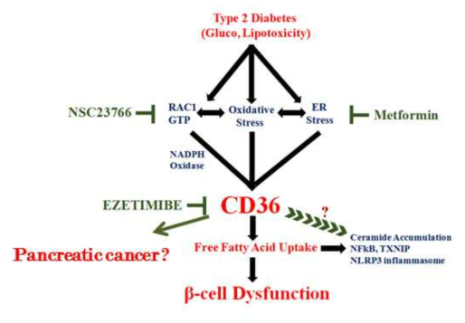 당뇨병과 췌장암에서 CD36 조절을 통한 치료 전략