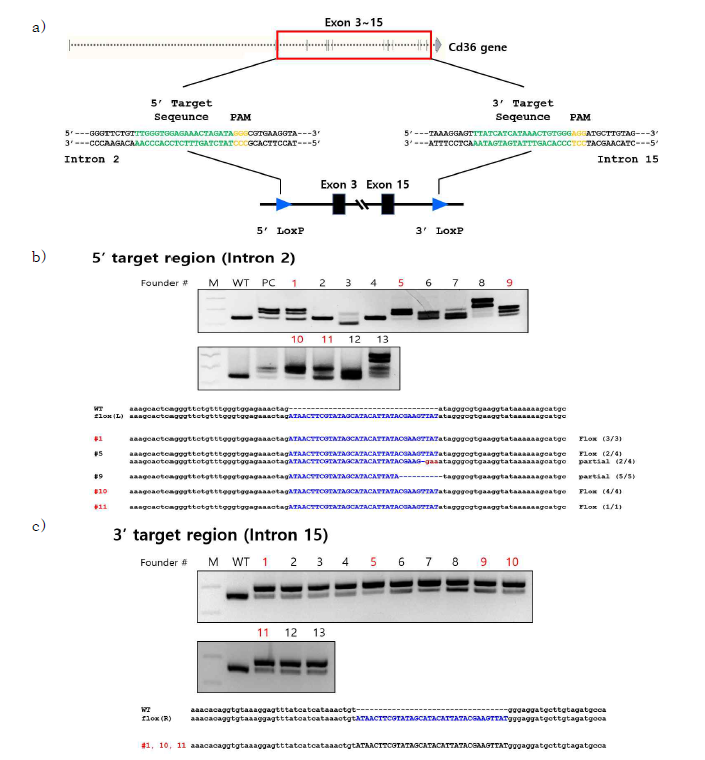 Targeting Cd36 gene to generate LoxP-flanked mouse line. Replacing single stranded DNA carrying Exon3~15 flanked by LoxP sites was introduced between the two target sites