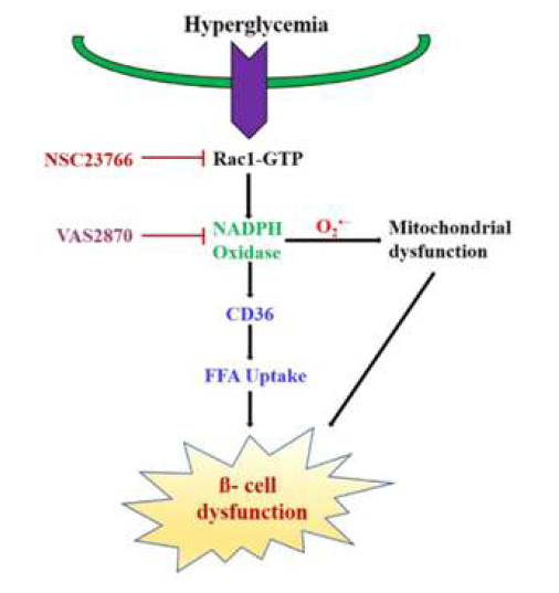 당뇨병 환경에서 Rac1/NOX-CD36 신호전달을 통한 베타세포기능 부전