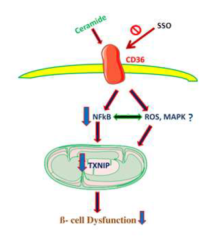 Ceramide 에 의한 CD36 발현증가와 베타세포기능 부전