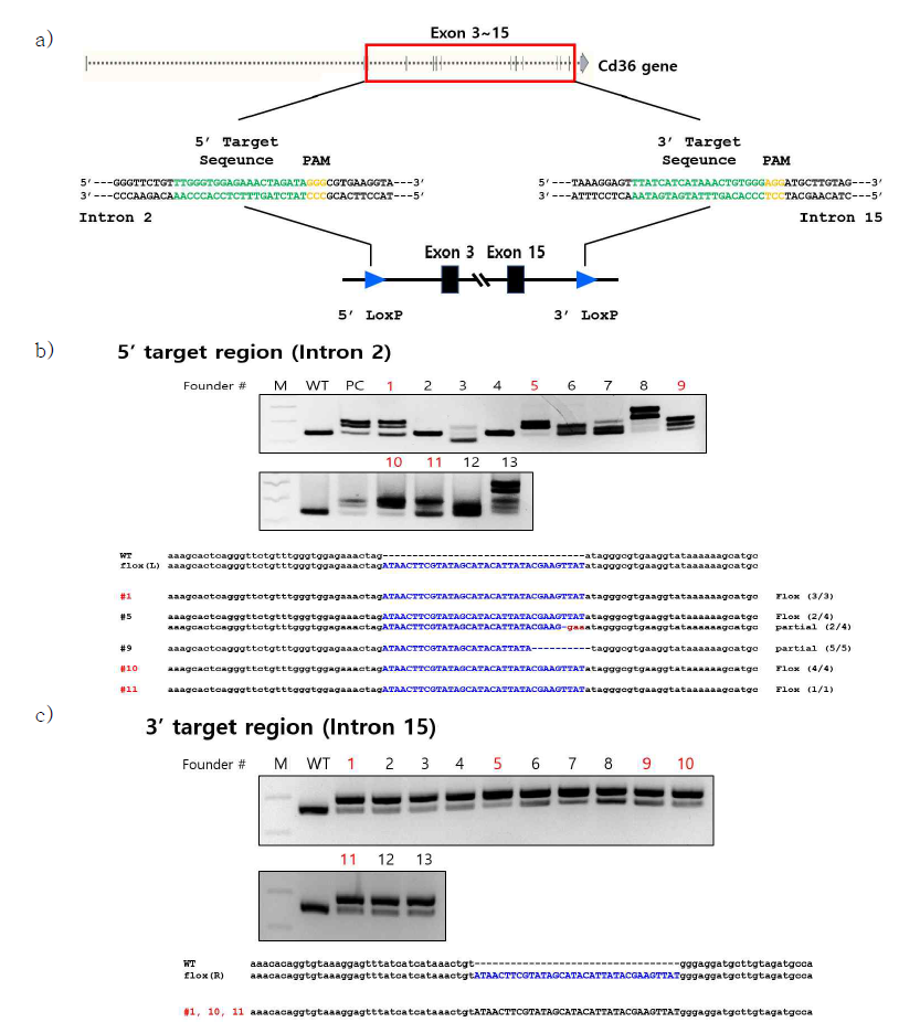 Targeting Cd36 gene to generate LoxP-flanked mouse line. Replacing single stranded DNA carrying Exon3~15 flanked by LoxP sites was introduced between the two target sites