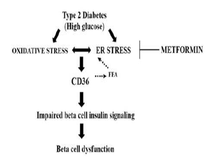 Metformin에 CD36 발현 억제를 통한 베타세포기능부전 회복기전