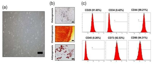 (a). 지방 유래 중간엽줄기세포 배양 및 형태를 확인 (b). 배양된 지방 유래 중간엽줄기세포를 골세포, 연골세포, 지방세포로 분화하여 다분화능 특성 확인 (c). 유세포분석를 통해 중간엽줄기세포의 마커인 CD29, CD44, CD73, CD90의 발현율을 확인
