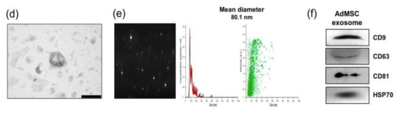 (d). 투과전자현미경(TEM)을 통해 관찰한 중간엽줄기세포 유래 엑소좀의 형태 (e). 나노입자추적분석기(NTA)를 이용하여 분리된 엑소좀 입자 확인 및 평균 크기를 확인 (f). 웨스턴 블랏 기법을 통해 CD9, CD63, CD81, HSP70의 전형적인 엑소좀 마커를 확인