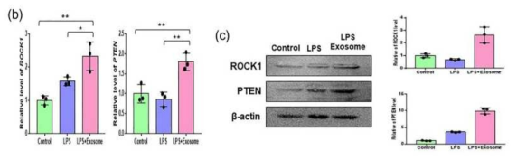 (b). 염증 유도 환경에서 엑소좀에 의해 항염증 핵심인자인 ROCK1, PTEN이 상승함을 qPCR 분석을 통해 확인 (c). mRNA 수준에서 확인된 유의성을 단백질 레벨에서 엑소좀 처리에 의해 항염증성 마커인 ROCK1과 PTEN이 증가하는 것을 확인