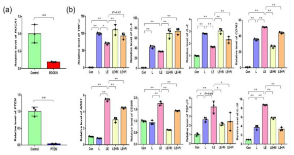 (a). ROCK1과 PTEN 억제제를 이용하여 발현율이 감소하는지 qPCR 분석을 통해 확인 (b). 염증 유도 환경에서 ROCK1과 PTEN 억제제를 처리한 결과, 엑소좀에 의해 억제된 염증성 인자(TNF-α, IL-6, IL-8)들이 상승하였으며, 상승된 항염증성 인자(TGF-β1, IL-10)들이 감소됨을 확인