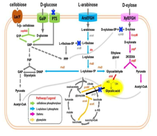 Proposed Scheme for the production of GA from C6 (Cellobiose and D-glucose) and C5 (D-xylose and L-arabinose ) carbons using cellobiose phosphorylase pathway, glycolysis with deletion of PTS transporter for glucose, xylose Dahms pathway, L-xylulose 1-phosphate pathway from arabinose, glyoxylate shunt pathway