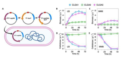 Growth and cellobiose consumption patterns of CLGA1, CLGA2, and CLGA3 strains. (A) Engineering strategy (B) growth in LB medium, (C) growth in MM9 medium, (D) cellobiose consumption in LB medium, (E) cellobiose consumption in MM9 medium