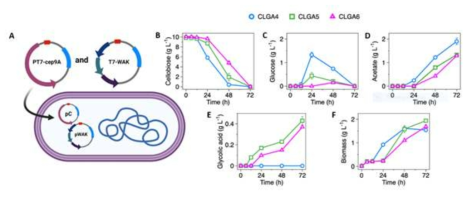 Growth and cellobiose consumption patterns of CLGA4 CLGA5 and CLGA6 strains. (A) Engineering strategy, (B) cellobiose consumption, (C) glucose formation, (D) acetate formation, (E) glycolic acid production, and (F) Biomass formation