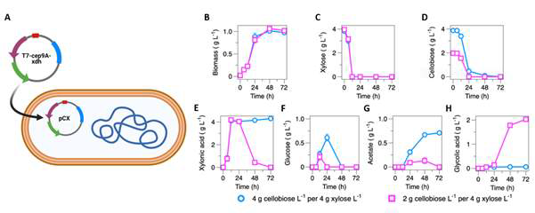 Growth and cellobiose consumption patterns of CLGA7 strain. (A) Engineering strategy, (B) Biomass formation. (C) xylose consumption, (D) cellobiose consumption,(E) xylonic acid accumulation, (F) glucose formation, (G) acetate formation, and (H) glycolic acid production