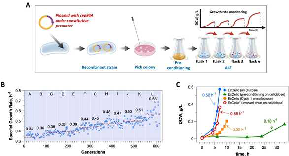 Adaptive laboratory evolution of cellobiose-consuming E. coli strain (A) Shows the process of adaptive laboratory evolution. Briefly cep94A was inserted in pETM6 under lacI promoter and was transformed to W3110 (DE3) ΔxylAB ΔglcD. The constructed strain was designated as CLGACello. (B) Shows the progress of CLGACello under adaptive laboratory evolution in terms of growth rate. (C) Shows comparison of the growth rate of initial strain CLGACello and average growth rate of evolved strain designated as CLGACello-Evo supplemented with cellobiose