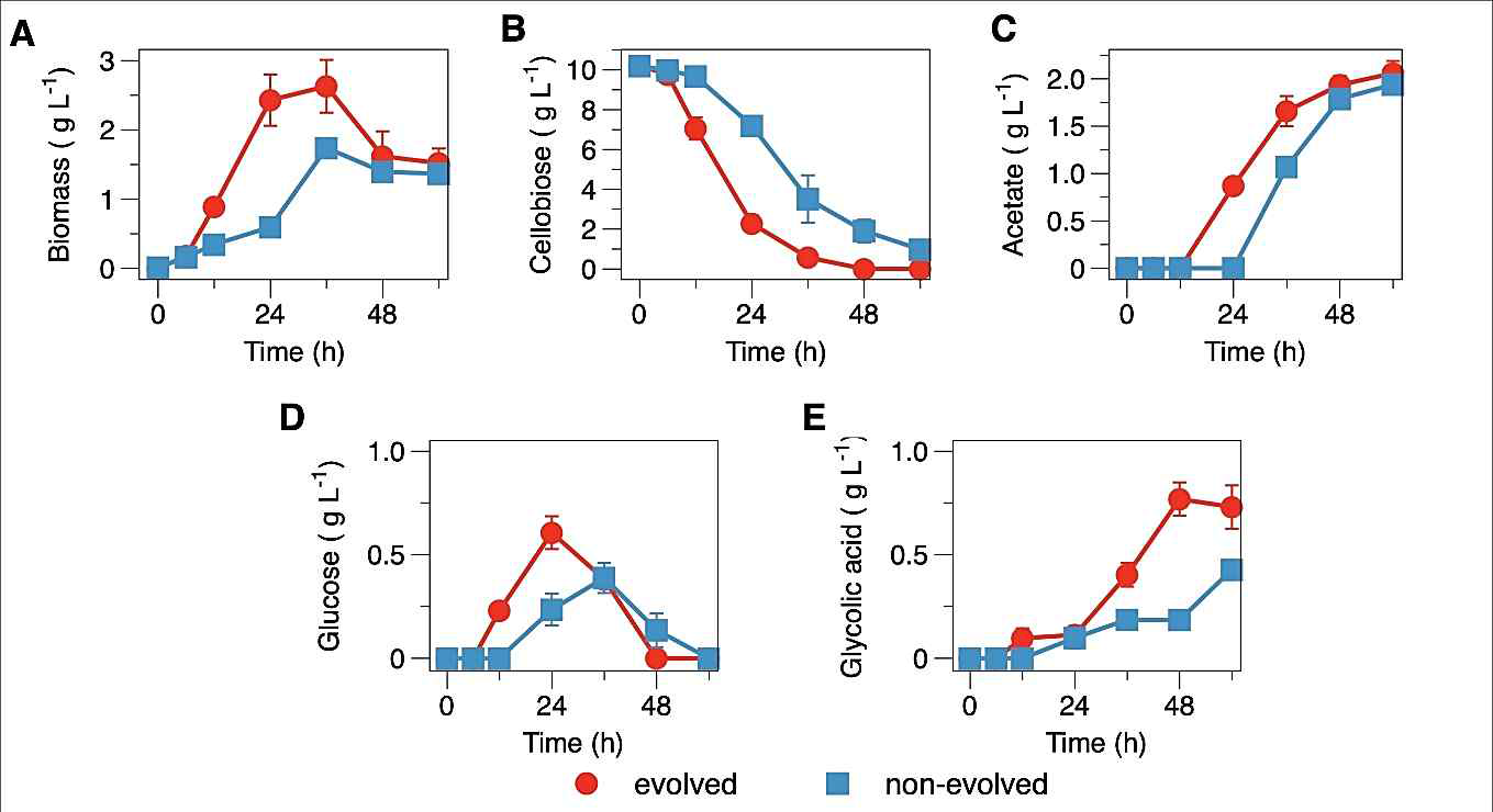 Fermentation profile of CLGAcelloG-evo (evolved) and CLGAcelloG (non-evolved). (A) Biomass, (B) cellobiose consumption, (C) acetate formation, (D) glucose formation, and (E) glycolic acid production