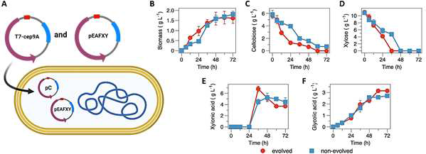 Fermentation profile of CLGAcelloX-evo (evolved) and CLGAcelloX (non-evolved). (A) Engineering strategy, (B) Biomass, (C) cellobiose consumption, (D) xylose consumption, (D) xylonic acid accumulation, and (E) glycolic acid production