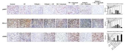 각 그룹에서의 pAKT 및 PD-L1, cGAS 발현도 관찰