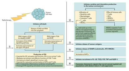 Radiation-induced effects on tumor cells (Weichselbaum et al, Nat Rev Clin Oncol 2017)