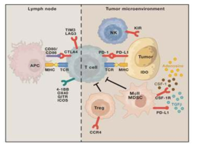 Known extrinsic mechanisms of resistance to immunotherapy (Sharma et al, Cell 2017)