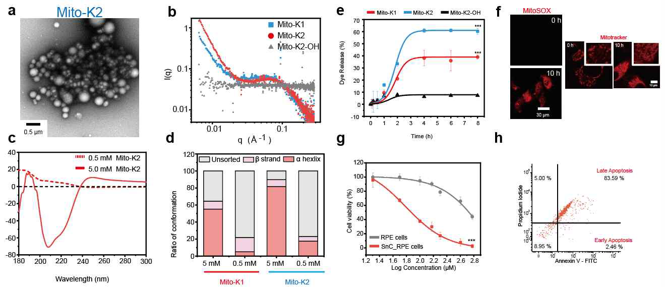 a) 자기조립체 형상을 보여주는 a) 전자현미경 이미지 및 b) SAXS 그래프. c-d) 자기조립체 이차구조를 보여주는 CD. e) 자기조립체의 세포막 붕괴 능력을 보여주는 그래프. f) 노화세포 미토콘드리아 역학을 분석한 이미지. g) Mito-K2의 세포 내 독성을 평가한 그래프. h) 세포사멸 작용기작을 분석한 FACS
