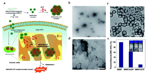 a) MNP/ADP 의 세포 내 작용 기작을 보여주는 모식도 b) MNP/ADP 및 c) MNP/ADP-ATP 의 자기조립 구조를 보여주는 이미지. d)MNP/ADP-ATP의 자기조립 구조를 보여주는 SEM 이미지. e) 자기조립 용액의 turbidity를 보여주는 그래프
