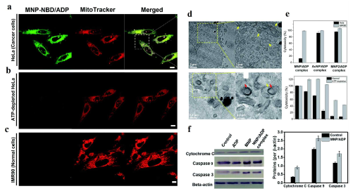 a) MNP-NBD/ADP 의 a) HeLa, b) ATP 결핍 HeLa, c) 정상세포에서의 형광을 보여주는 이미지. d) 미토콘드리아 붕괴를 보여주는 현미경 이미지. e) MNP-ADP 의 HeLa 및 ATP 결핍 HeLa 에 대해 독성을 평가한 그래프. f) 세포 사멸 메커니즘을 분석한 western blot 이미지