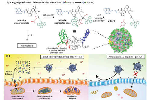 a) pH 에 감응가능한 세포 내 초분자 중합 전략을 보여주는 모식도 b) Mito-SA 의 암세포 및 정상세포 내 작용 기작을 보여주는 모식도