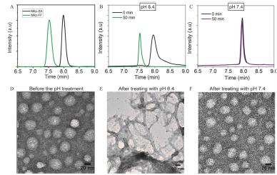 a-c) Mito-SA 의 pH 감응성을 평가하기 위한 HPLC 데이터. d-f) Mito-SA 의 pH-responsive morphology transformation 을 확인한 전자현미경