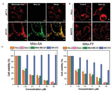 a) pH 환경에 따른 Mito-SA 의 미토콘드리아 표적 능력을 보여주는 공초점 현미경 이미지. b) 암세포와 정상세포에 대한 Mito-SA 의 미토콘드리아 기능장애를 보여주는 이미지. c) Mito-SA 의 세포 독성을 평가한 그래프