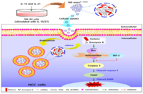 간세포암, Hep3B 세포에서 면역활성 강화-NK 세포 유래 엑소좀 (NK-exoIL-15+IL-21)의 세포사멸 작용기전