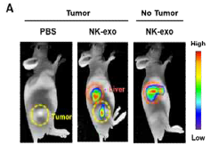 간세포암 동물모델 (S.C. tumor –bearing model)에서 타겟팅 효율 평가